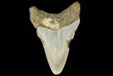 Fossil Megalodon Tooth - North Carolina #109032-2
